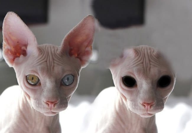 gatos extraterrestres